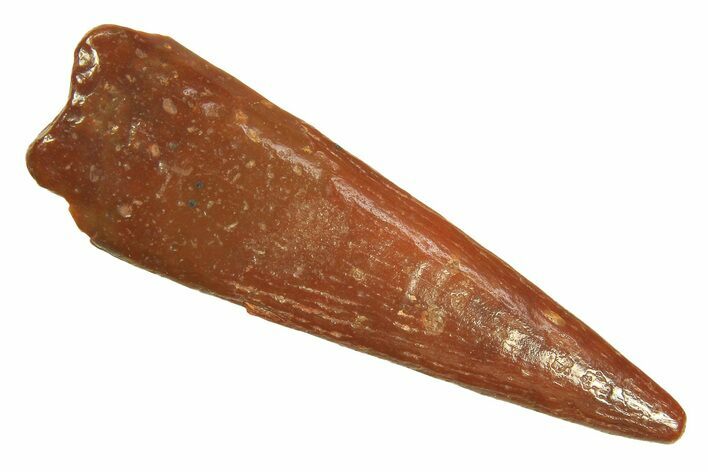 Fossil Pterosaur (Siroccopteryx) Tooth - Morocco #297053
